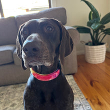Load image into Gallery viewer, Groovy Tie Dye Dog Collar