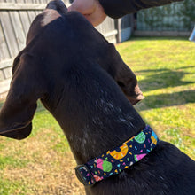 Load image into Gallery viewer, Citrus Dog Collar