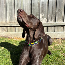 Load image into Gallery viewer, Citrus Dog Collar