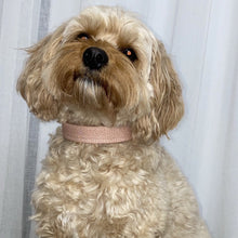 Load image into Gallery viewer, Dusty Dot Dog Collar