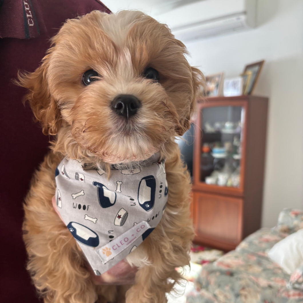 Woof Bowl Bandana