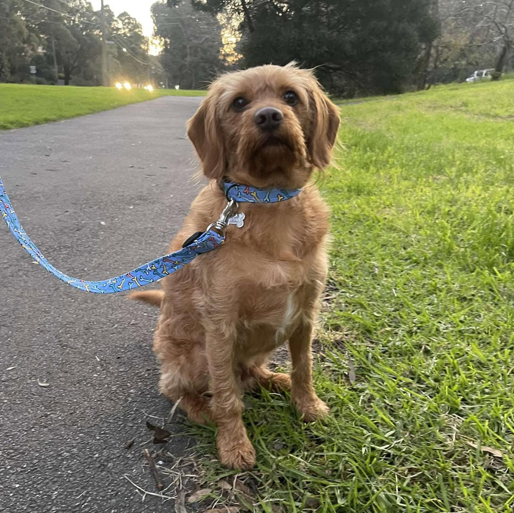 Blue Bones Dog Collar