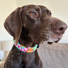 Load image into Gallery viewer, Groovy Flowers Dog Collar
