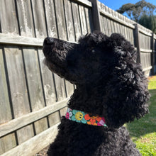 Load image into Gallery viewer, Groovy Flowers Dog Collar
