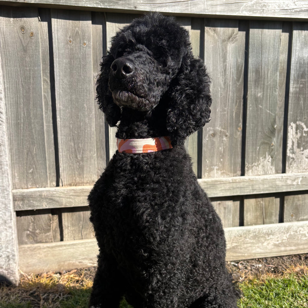 Groovy Swirl Dog Collar