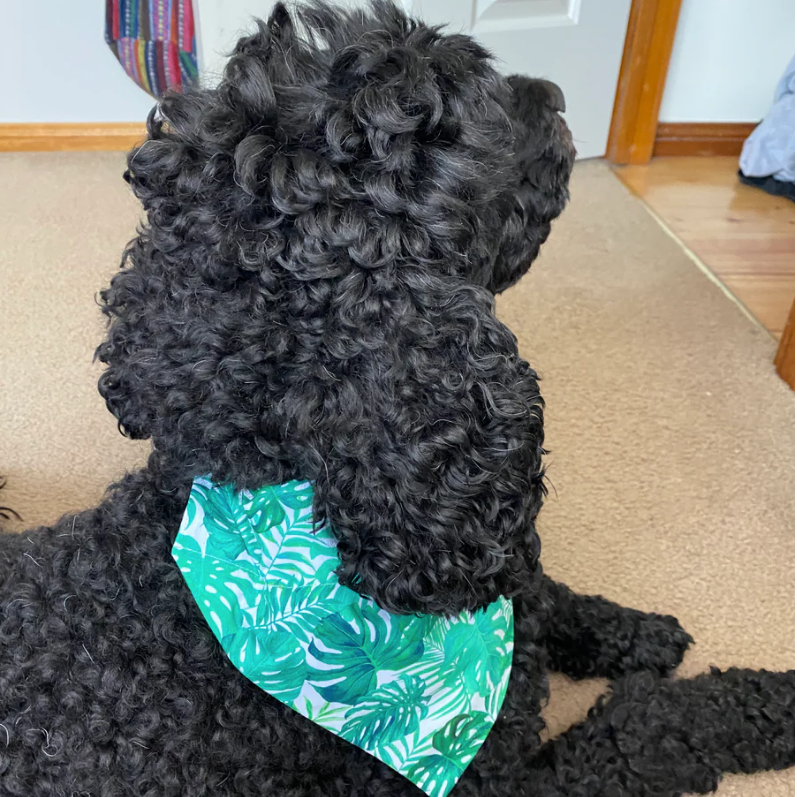 Monstera Bandana
