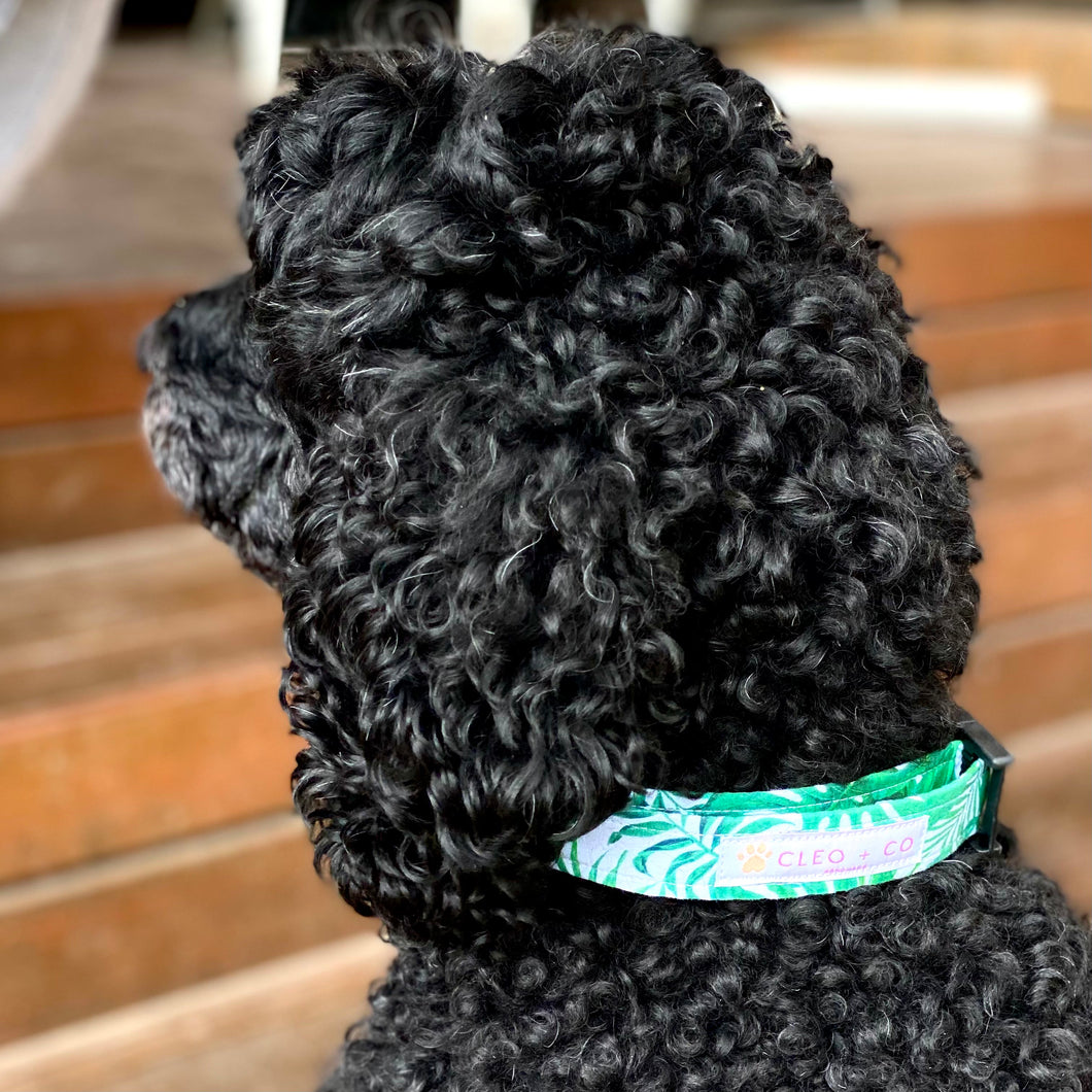 Monstera Dog Collar