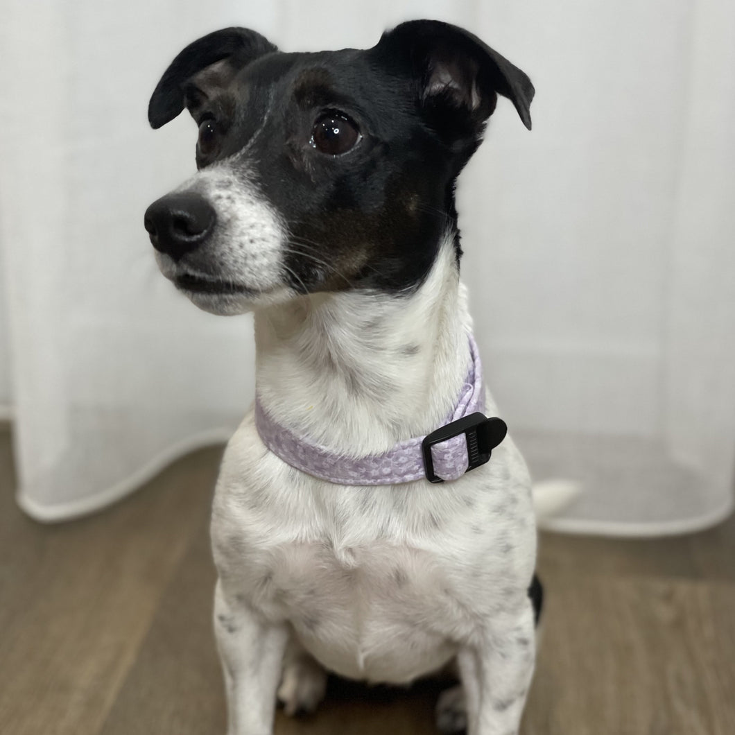 Daze Dog Collar