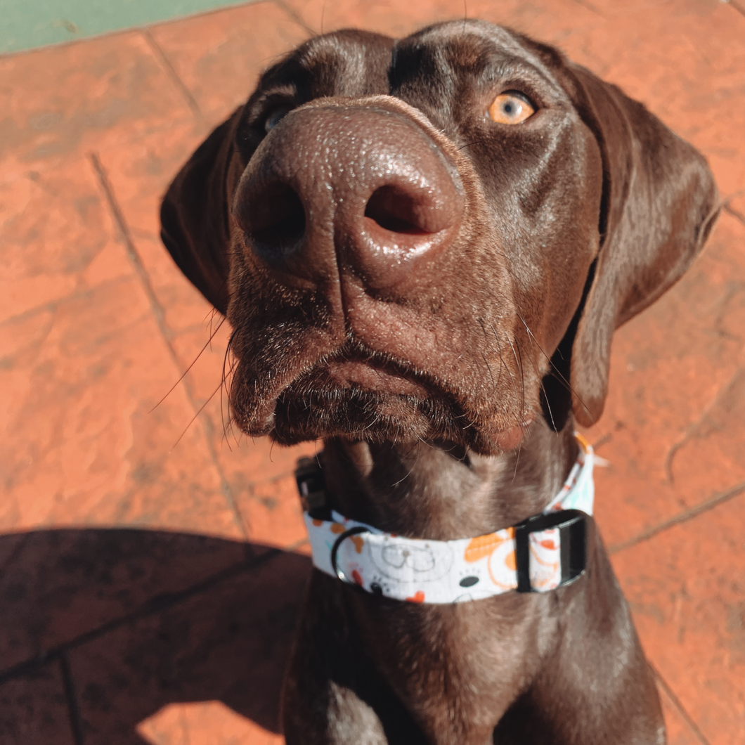 Furry Friends Dog Collar