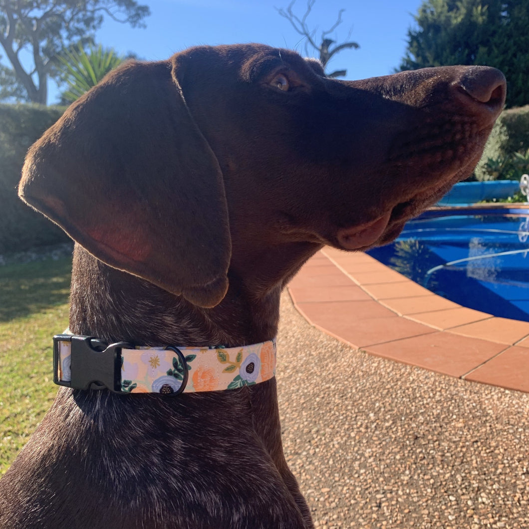 Spring Dog Collar