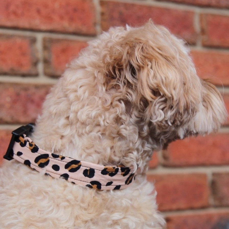 Leopard Dog Collar