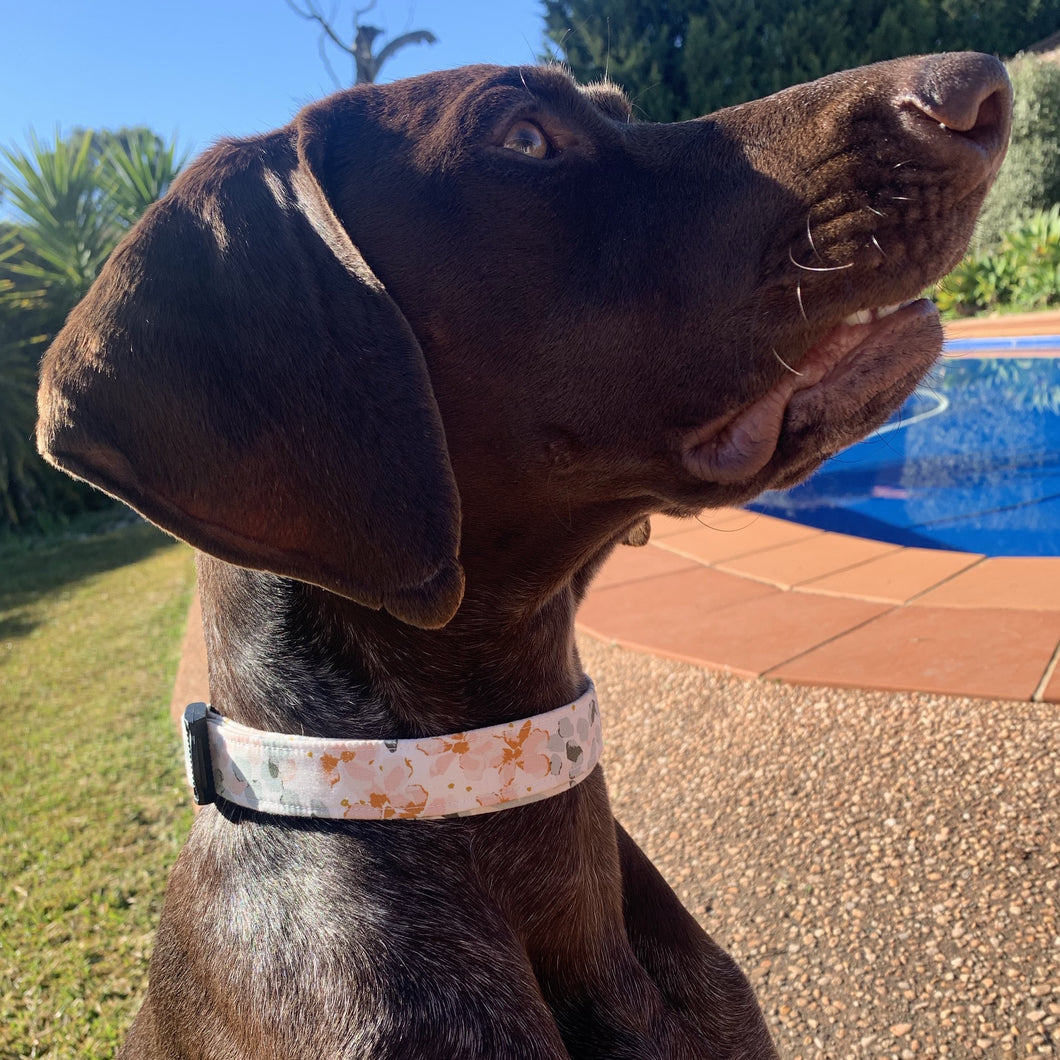 Meodow Dog Collar